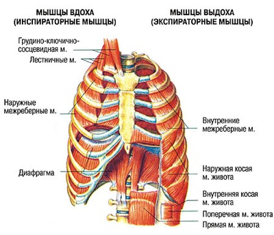 Дыхательные мышцы